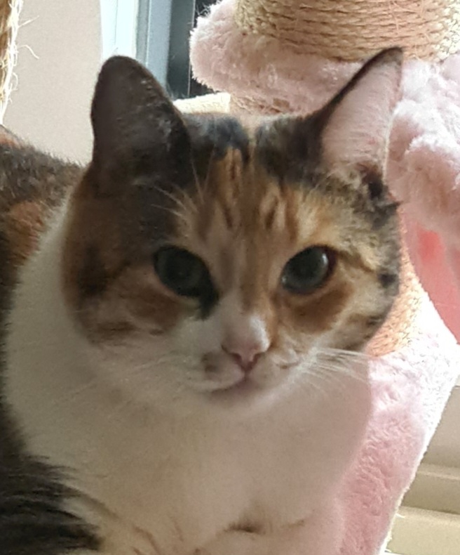 Bo